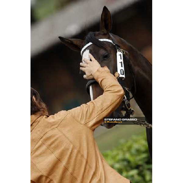 Selected Yearlings Sales Settimo Milanese, 19-20th sept. 2008 ph. Stefano Grasso