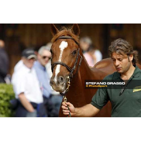 Selected Yearlings Sales Settimo Milanese, 19-20th sept. 2008 ph. Stefano Grasso