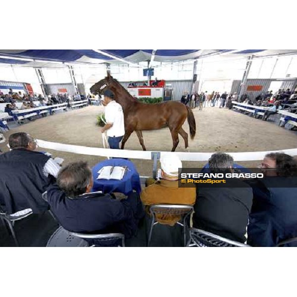 the ring at Selected Yearlings Sales Settimo Milanese, 19-20th sept. 2008 ph. Stefano Grasso