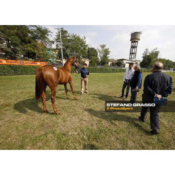 Alessandro and Alduino Botti at Selected Yearlings Sales Settimo Milanese, 19-20th sept. 2008 ph. Stefano Grasso
