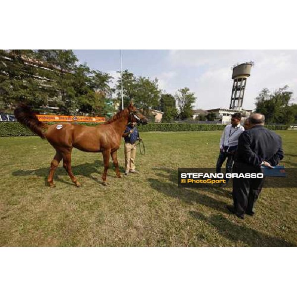 Alessandro and Alduino Botti at Selected Yearlings Sales Settimo Milanese, 19-20th sept. 2008 ph. Stefano Grasso
