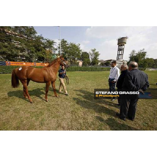 Alessandro and Alduino Botti at Selected Yearlings Sales Settimo Milanese, 19-20th sept. 2008 ph. Stefano Grasso