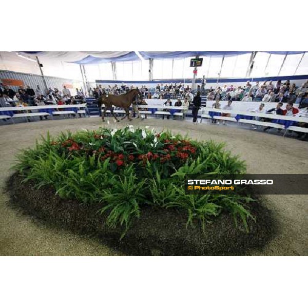 Selected Yearlings Sales Settimo Milanese, 19-20th sept. 2008 ph. Stefano Grasso