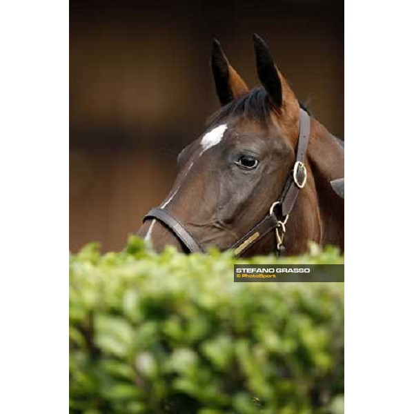 Selected Yearlings Sales Settimo Milanese, 19-20th sept. 2008 ph. Stefano Grasso