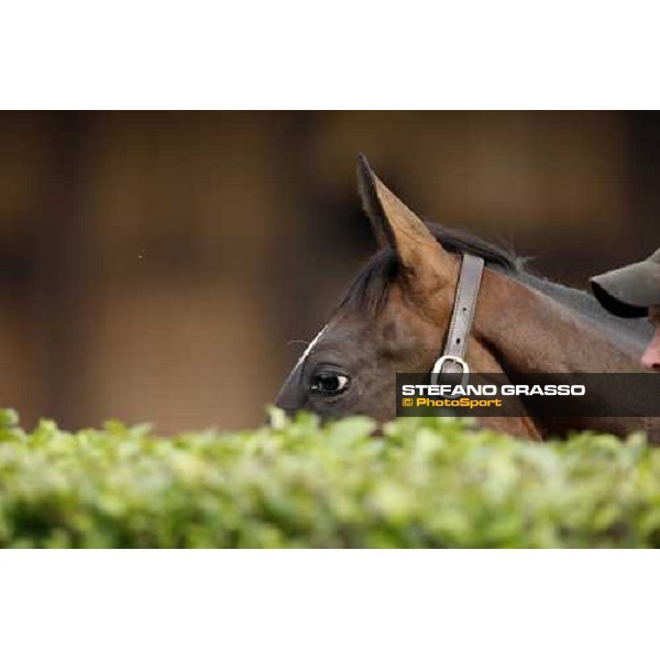 Selected Yearlings Sales Settimo Milanese, 19-20th sept. 2008 ph. Stefano Grasso