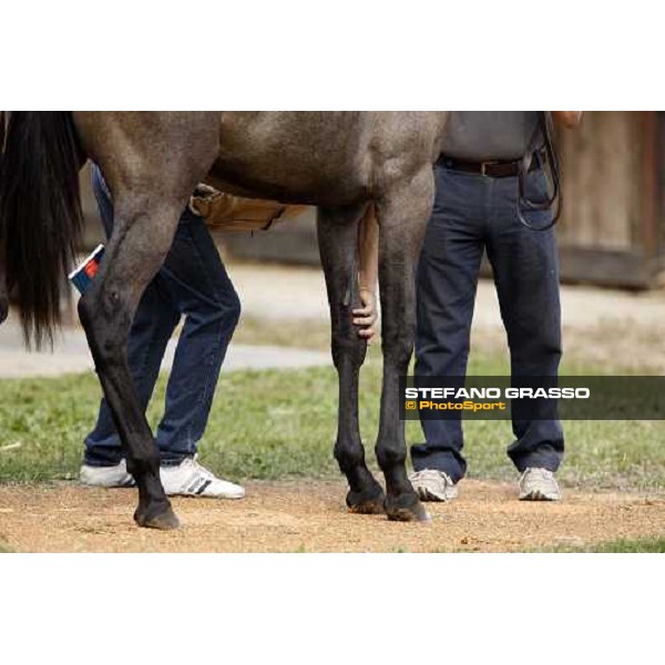Selected Yearlings Sales Settimo Milanese, 19-20th sept. 2008 ph. Stefano Grasso