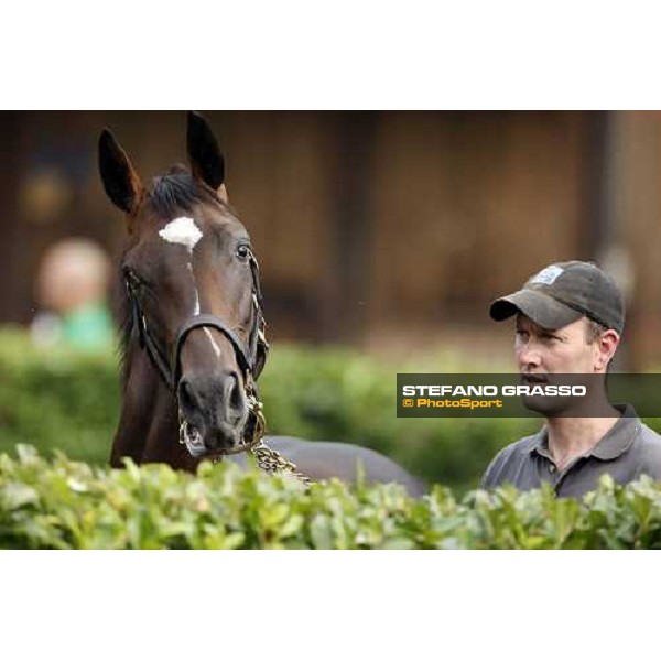 Selected Yearlings Sales Settimo Milanese, 19-20th sept. 2008 ph. Stefano Grasso