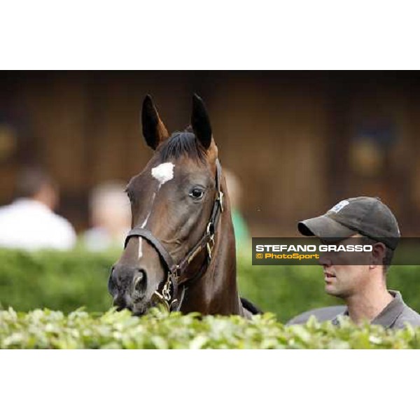Selected Yearlings Sales Settimo Milanese, 19-20th sept. 2008 ph. Stefano Grasso