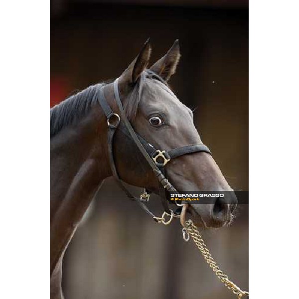 Selected Yearlings Sales Settimo Milanese, 19-20th sept. 2008 ph. Stefano Grasso