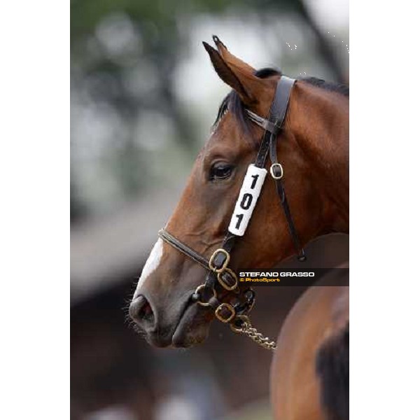 Selected Yearlings Sales Settimo Milanese, 19-20th sept. 2008 ph. Stefano Grasso