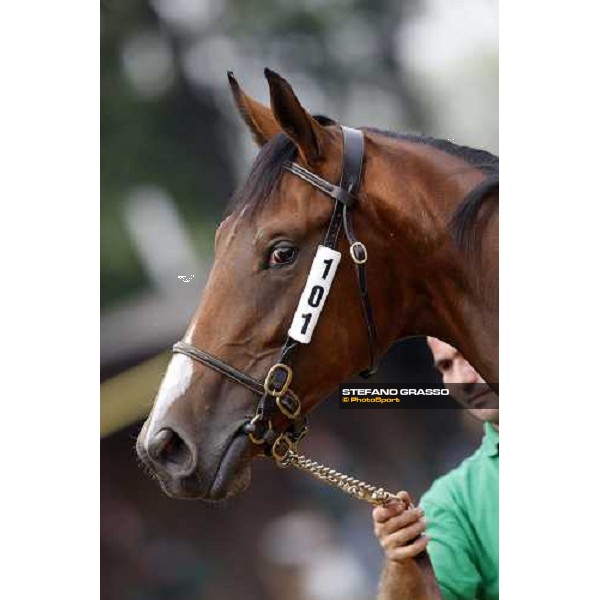Selected Yearlings Sales Settimo Milanese, 19-20th sept. 2008 ph. Stefano Grasso