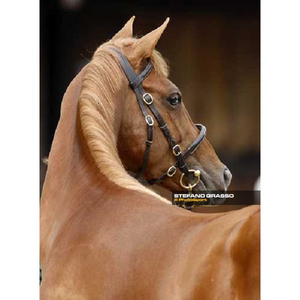 Selected Yearlings Sales Settimo Milanese, 19-20th sept. 2008 ph. Stefano Grasso