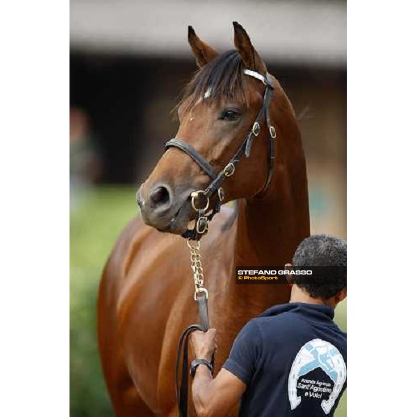 Selected Yearlings Sales Settimo Milanese, 19-20th sept. 2008 ph. Stefano Grasso