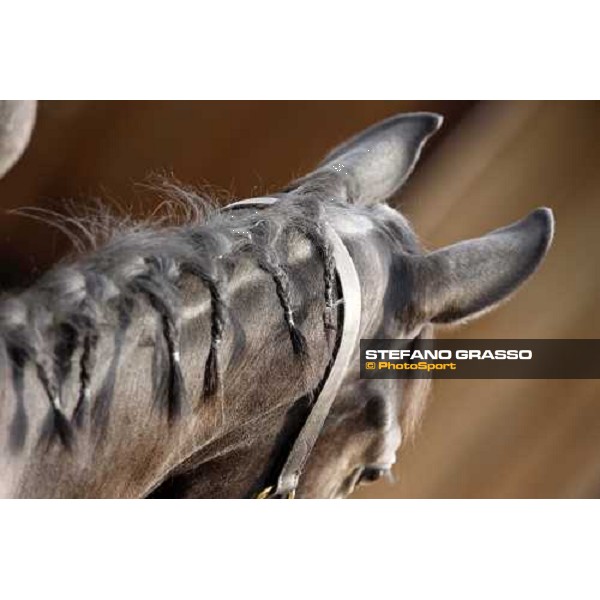 Selected Yearlings Sales Settimo Milanese, 19-20th sept. 2008 ph. Stefano Grasso