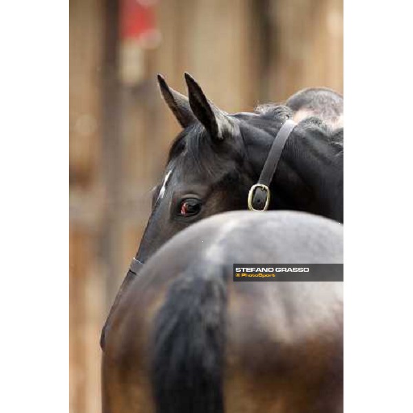 Selected Yearlings Sales Settimo Milanese, 19-20th sept. 2008 ph. Stefano Grasso
