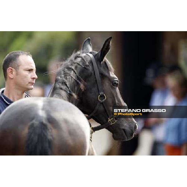 Selected Yearlings Sales Settimo Milanese, 19-20th sept. 2008 ph. Stefano Grasso