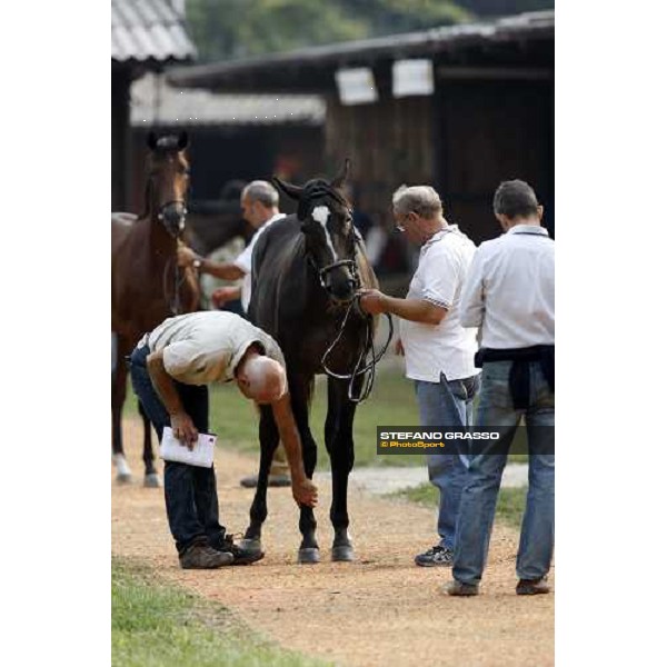 Selected Yearlings Sales Settimo Milanese, 19-20th sept. 2008 ph. Stefano Grasso