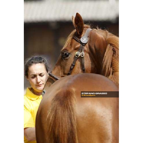 Selected Yearlings Sales Settimo Milanese, 19-20th sept. 2008 ph. Stefano Grasso
