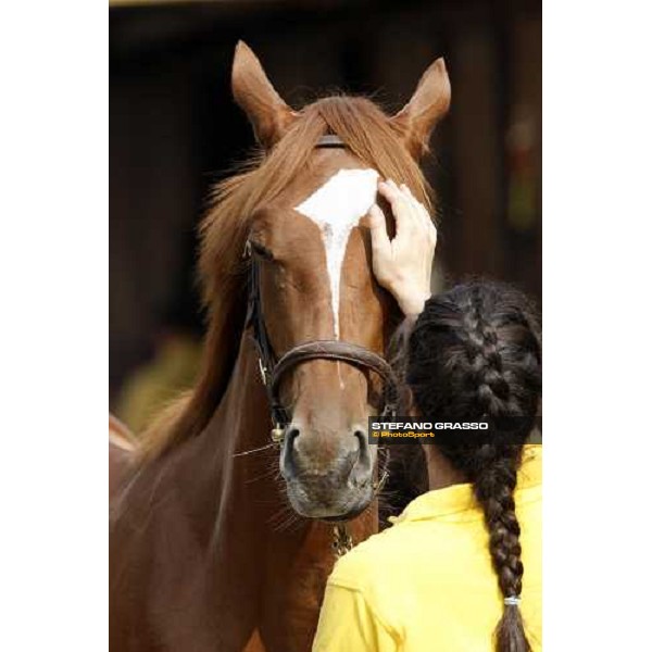 Selected Yearlings Sales Settimo Milanese, 19-20th sept. 2008 ph. Stefano Grasso