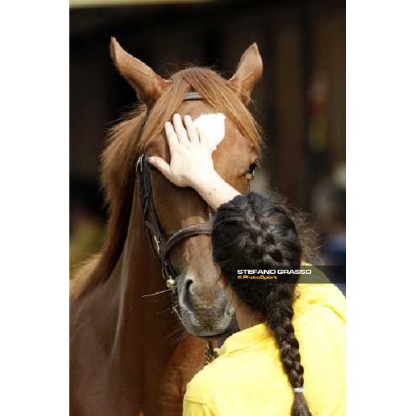 Selected Yearlings Sales Settimo Milanese, 19-20th sept. 2008 ph. Stefano Grasso