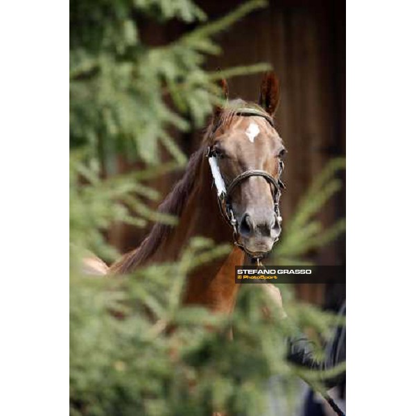 Selected Yearlings Sales Settimo Milanese, 19-20th sept. 2008 ph. Stefano Grasso
