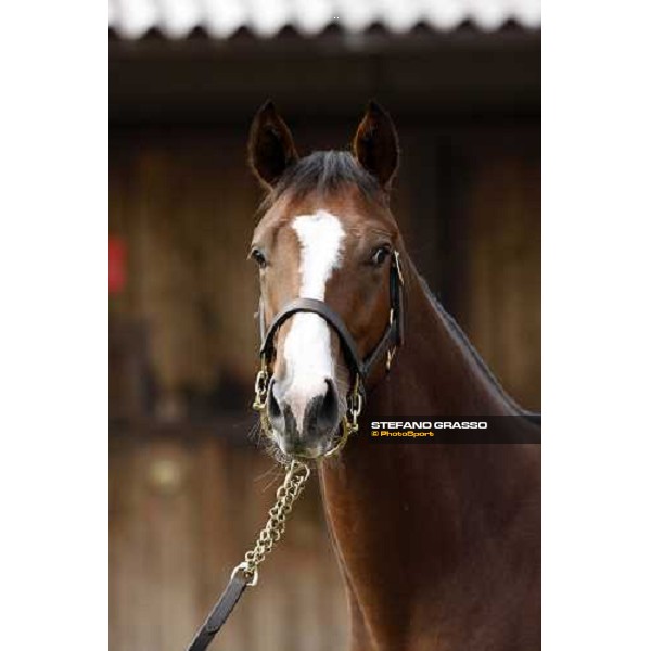 Selected Yearlings Sales Settimo Milanese, 19-20th sept. 2008 ph. Stefano Grasso