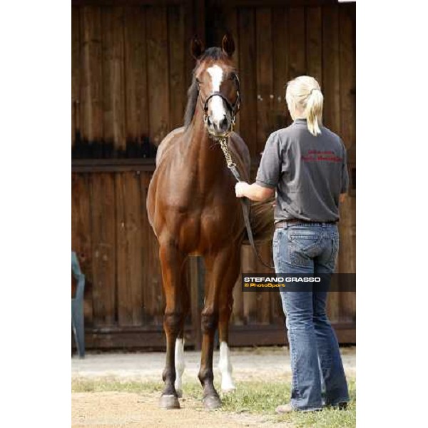 Selected Yearlings Sales Settimo Milanese, 19-20th sept. 2008 ph. Stefano Grasso