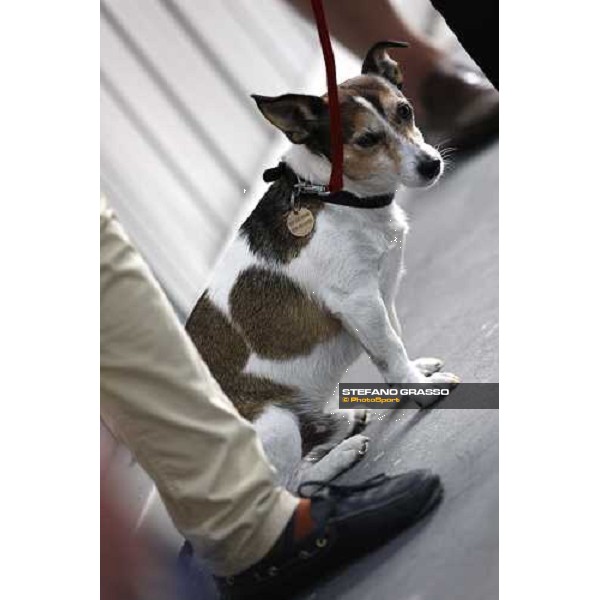 Selected Yearlings Sales Settimo Milanese, 19-20th sept. 2008 ph. Stefano Grasso