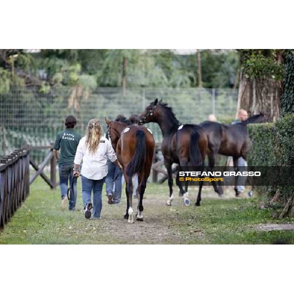 Selected Yearlings Sales Settimo Milanese, 19-20th sept. 2008 ph. Stefano Grasso