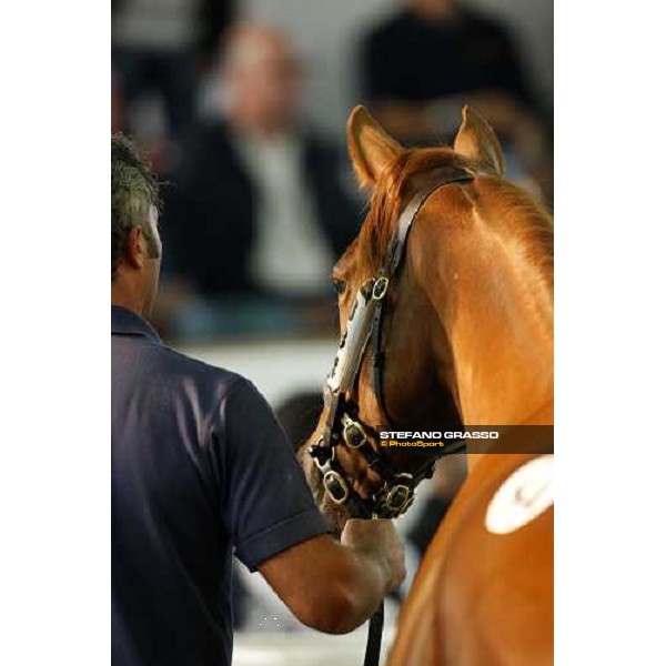Selected Yearlings Sales Settimo Milanese, 19-20th sept. 2008 ph. Stefano Grasso