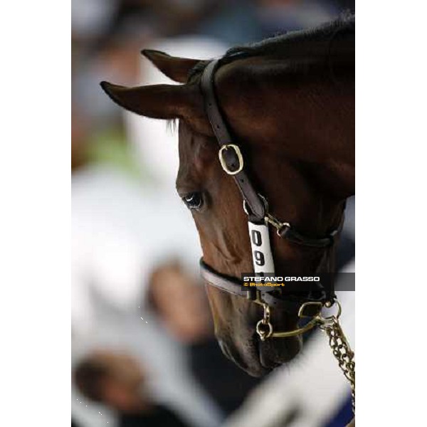 Selected Yearlings Sales Settimo Milanese, 19-20th sept. 2008 ph. Stefano Grasso