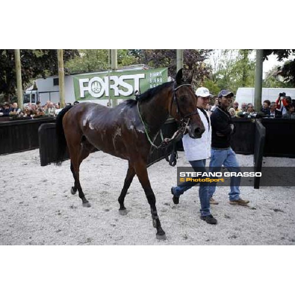 Sharstar and his groom walking in the parade rinf after winning the 69.¡ Gran Premio Merano Forst Merano, 28th sep. 2008 ph. Stefano Grasso