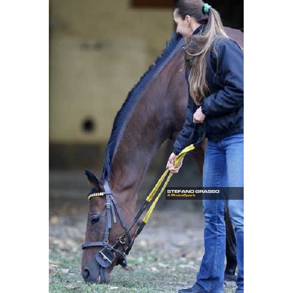 Sharstar and his groom in the stables of Borgo Andreina Merano, 26th sep. 2008 ph. Stefano Grasso