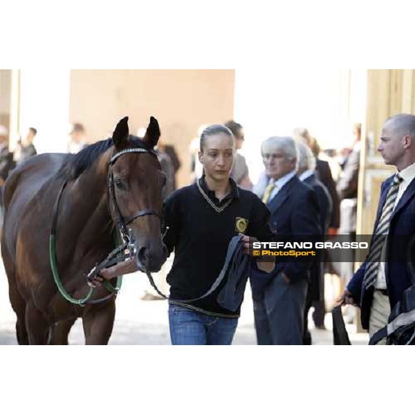 Sharstar with his groom before winning the 69¡ Gran Premio Merano Forst Merano, 28th sep. 2008 ph. Stefano Grasso