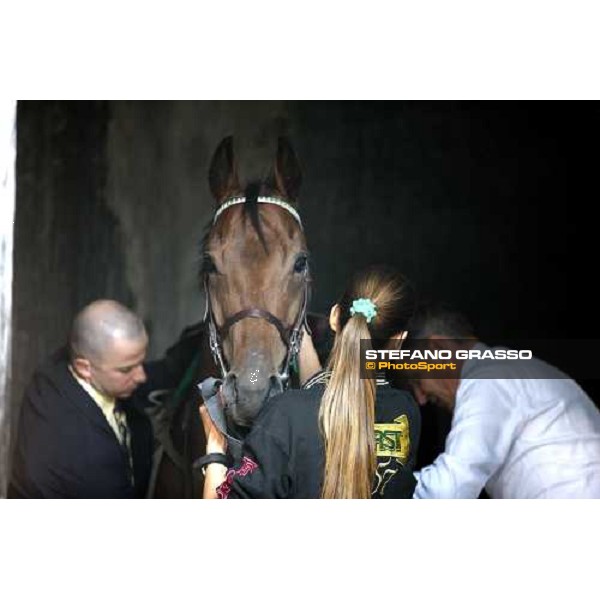 preparing Sharstar before winning the 69¡ Gran Premio Merano Forst Merano, 28th sep. 2008 ph. Stefano Grasso