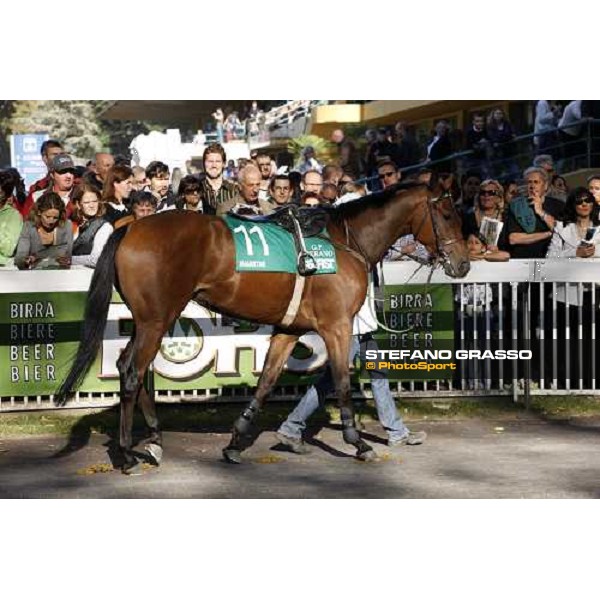 Sharstar parading with his groom before winning the 69¡ Gran Premio Merano Forst Merano, 28th sep. 2008 ph. Stefano Grasso