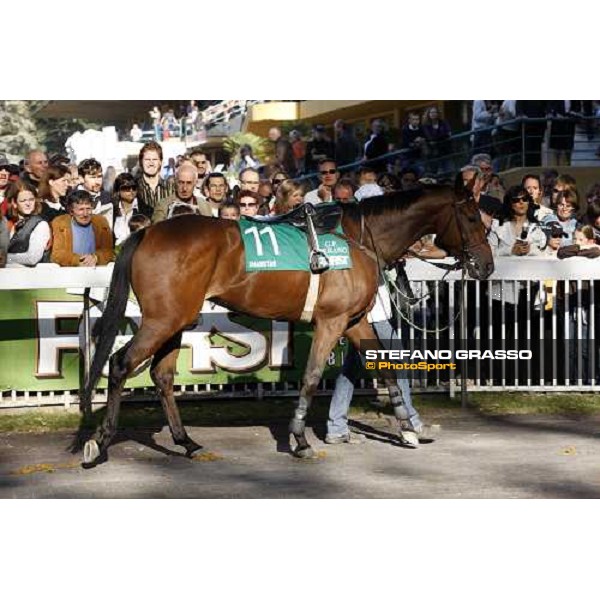 Sharstar parading with his groom before winning the 69¡ Gran Premio Merano Forst Merano, 28th sep. 2008 ph. Stefano Grasso