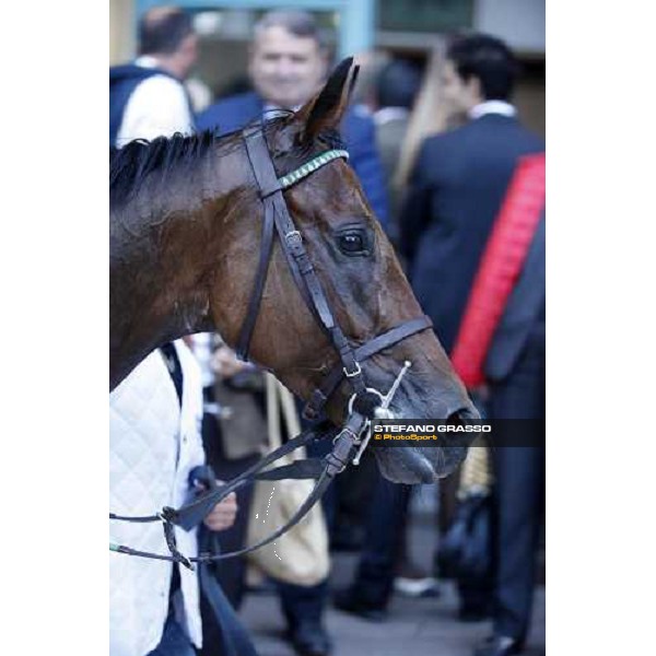 Sharstar parading with his groom after winning the 69¡ Gran Premio Merano Forst Merano, 28th sep. 2008 ph. Stefano Grasso