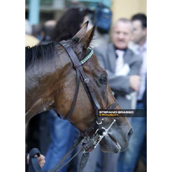 Sharstar parading with his groom after winning the 69¡ Gran Premio Merano Forst Merano, 28th sep. 2008 ph. Stefano Grasso
