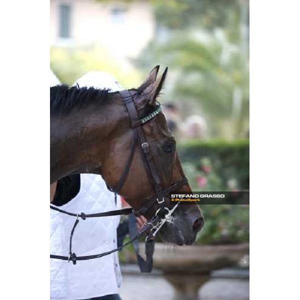 Sharstar parading with his groom after winning the 69¡ Gran Premio Merano Forst Merano, 28th sep. 2008 ph. Stefano Grasso