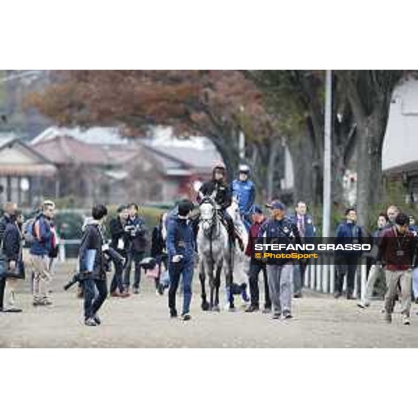 The 38th Japan Cup in association with Longines - morning track works Thundering Blue and Capri Tokyo - Fuchs racecourse, 22nd nov. 2018