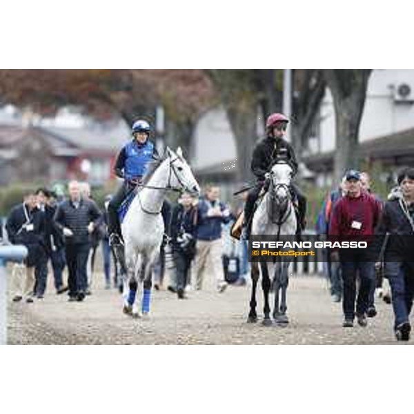 The 38th Japan Cup in association with Longines - morning track works Thundering Blue and Capri Tokyo - Fuchs racecourse, 22nd nov. 2018