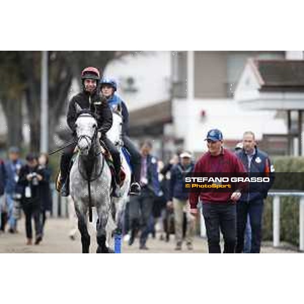 The 38th Japan Cup in association with Longines - morning track works Capri Tokyo - Fuchs racecourse, 22nd nov. 2018