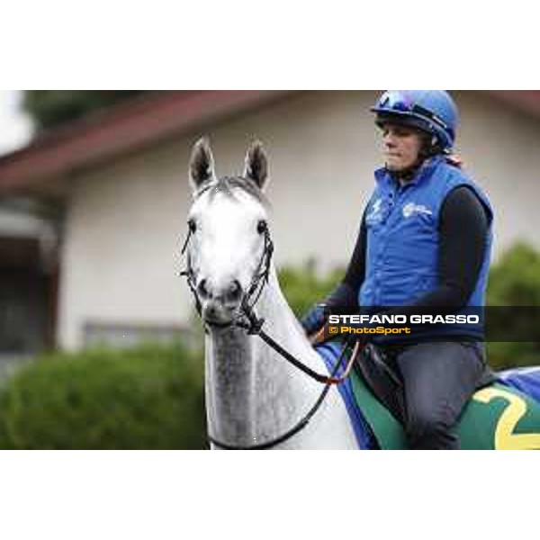 The 38th Japan Cup in association with Longines - morning track works Thundering Blue Tokyo - Fuchs racecourse, 22nd nov. 2018