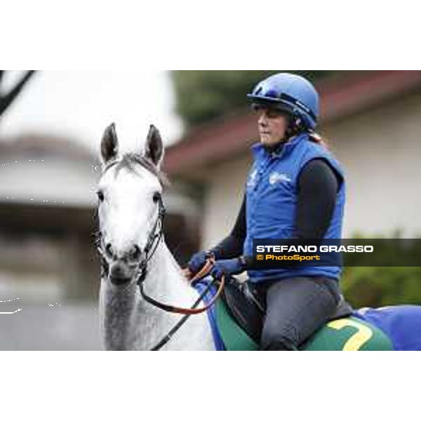 The 38th Japan Cup in association with Longines - morning track works Thundering Blue Tokyo - Fuchs racecourse, 22nd nov. 2018