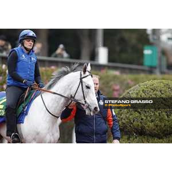 The 38th Japan Cup in association with Longines - morning track works Thundering Blue with trainer David Menuisier Tokyo - Fuchs racecourse, 22nd nov. 2018