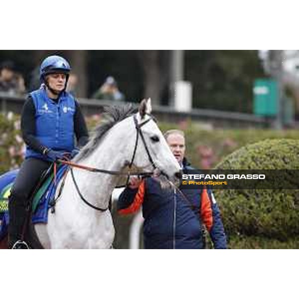 The 38th Japan Cup in association with Longines - morning track works Thundering Blue with trainer David Menuisier Tokyo - Fuchs racecourse, 22nd nov. 2018