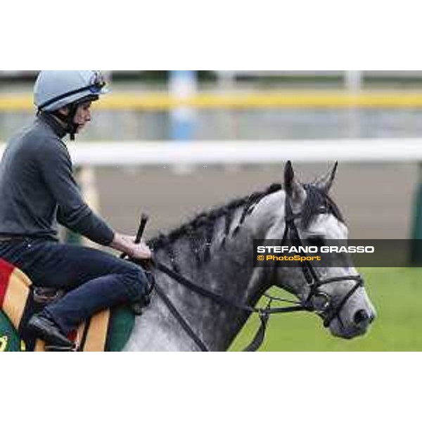 The 38th Japan Cup in association with Longines - morning track works Ryan Moore on Capri Tokyo - Fuchs racecourse, 22nd nov. 2018