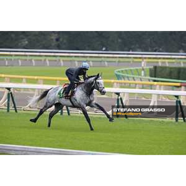 The 38th Japan Cup in association with Longines - morning track works Ryan Moore on Capri Tokyo - Fuchs racecourse, 22nd nov. 2018