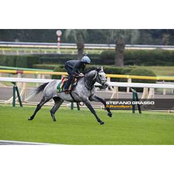 The 38th Japan Cup in association with Longines - morning track works Ryan Moore on Capri Tokyo - Fuchs racecourse, 22nd nov. 2018